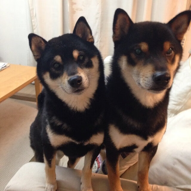 快刀斩乱麻，广厦闪电战击溃雷霆，切特从期待到主宰的蜕变之路