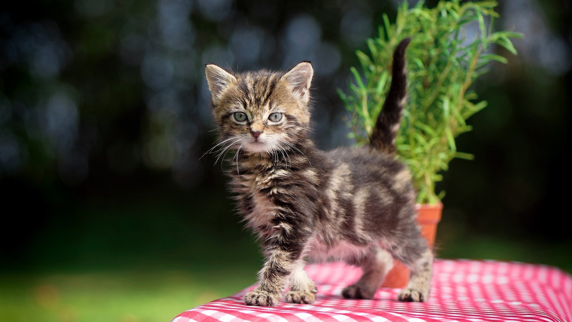 篮球新纪元,从吉林爆冷到戈贝尔的统治宣言